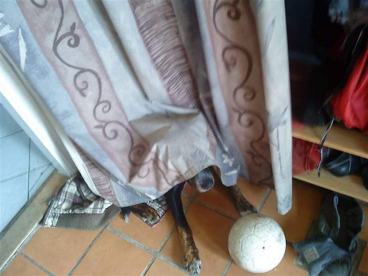 Blanding af racer møffe billede 5