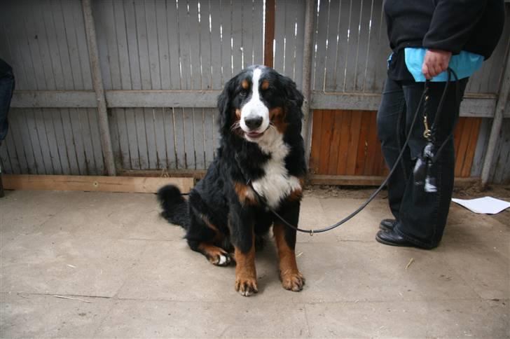 Berner sennenhund Moonsister's Dark shoes (Maggie) - Maggie er med på rideskolen, spændende... :)  billede 5