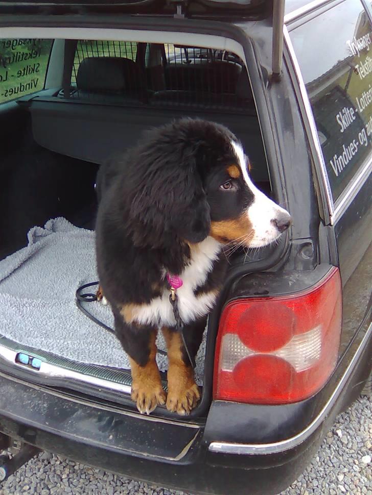 Berner sennenhund Moonsister's Dark shoes (Maggie) - Her er hun i gang med sin ynglings beskeftielse, at køre bil :p billede 6