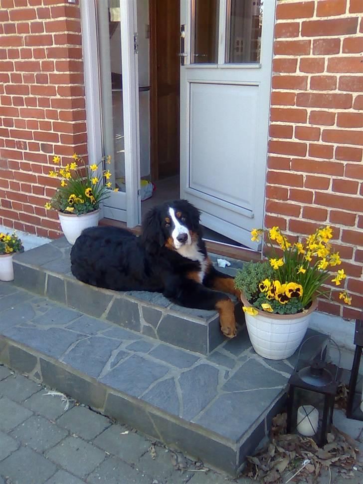 Berner sennenhund Moonsister's Dark shoes (Maggie) - Magie på trappen, her er hun omkring et halvt år :)  billede 7