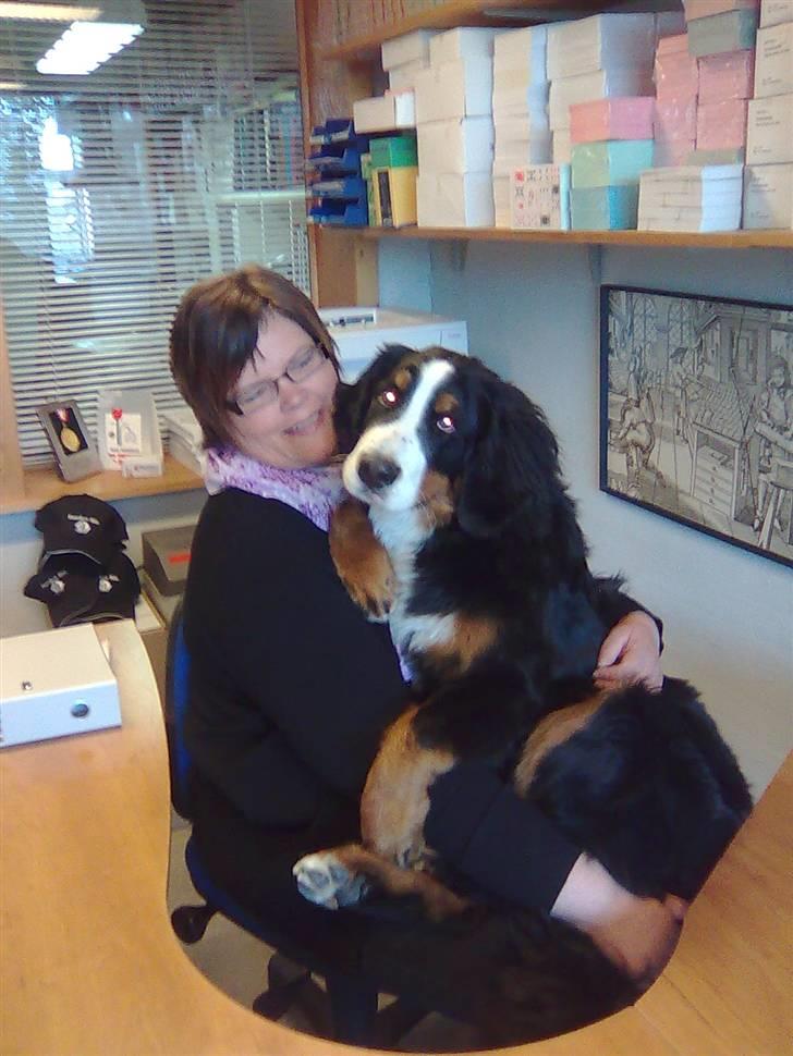 Berner sennenhund Moonsister's Dark shoes (Maggie) - "lille" Maggie er med mor på kontoret :) billede 8