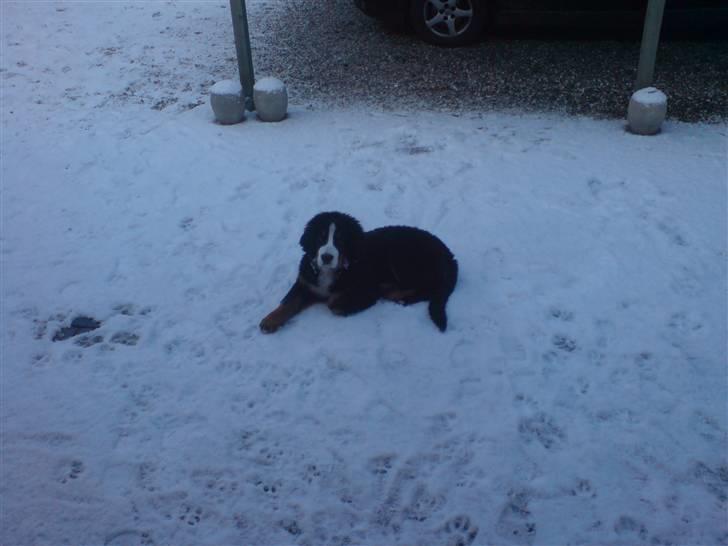 Berner sennenhund Moonsister's Dark shoes (Maggie) - Maggie i sneen som lille :p billede 9