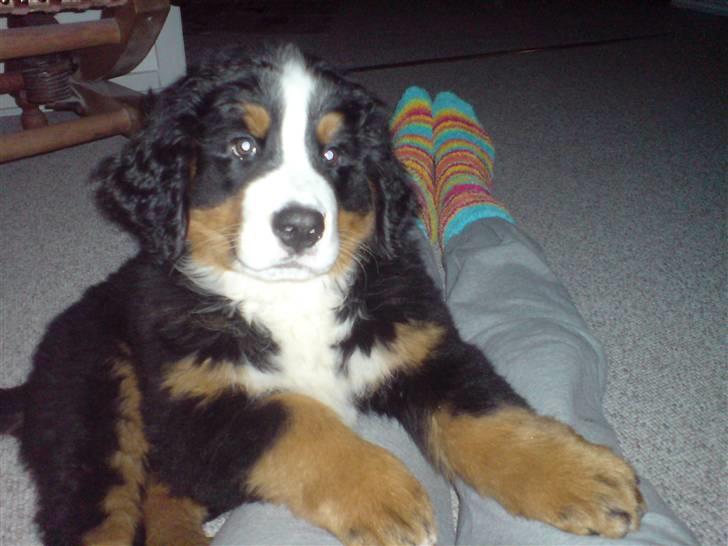 Berner sennenhund Moonsister's Dark shoes (Maggie) billede 10