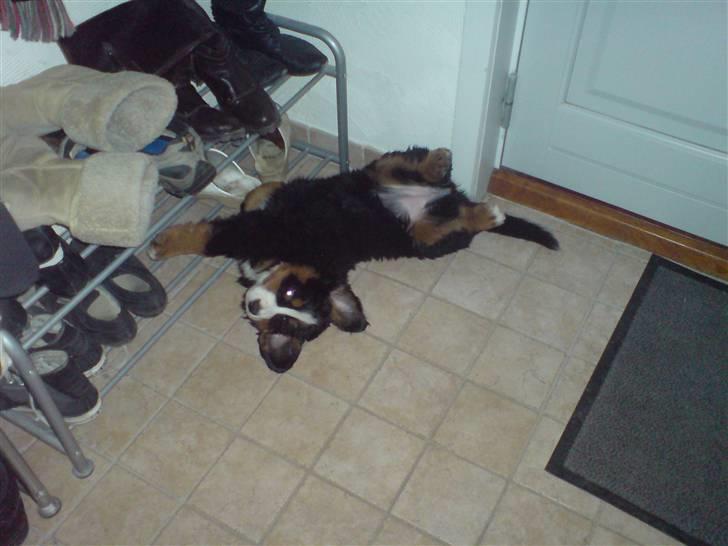 Berner sennenhund Moonsister's Dark shoes (Maggie) - Ahh det trækker lidt fra døre=koldt :P billede 11