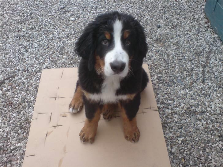 Berner sennenhund Moonsister's Dark shoes (Maggie) - Maggie i gården :) billede 13