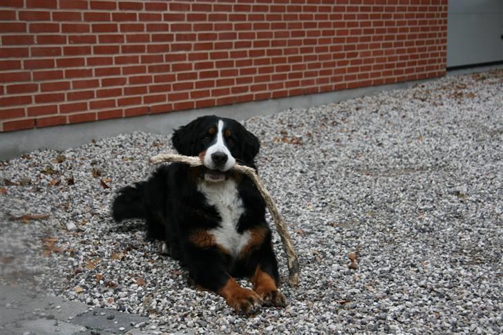 Berner sennenhund Moonsister's Dark shoes (Maggie) - Maggie med hendes elskede træ :) billede 14
