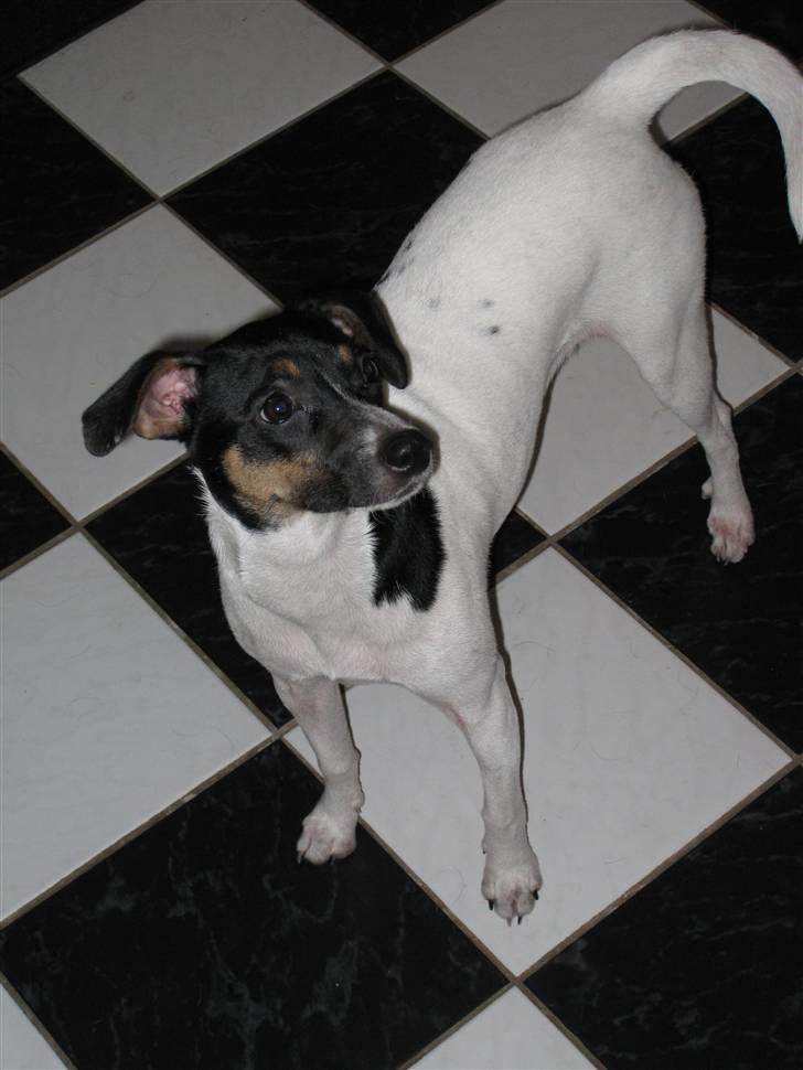 Dansk svensk gaardhund Caddie billede 1