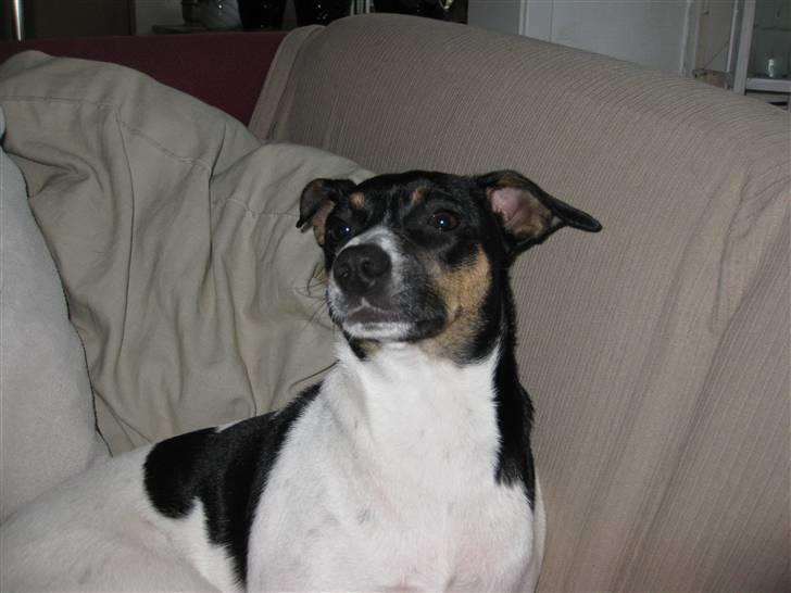 Dansk svensk gaardhund Caddie billede 3