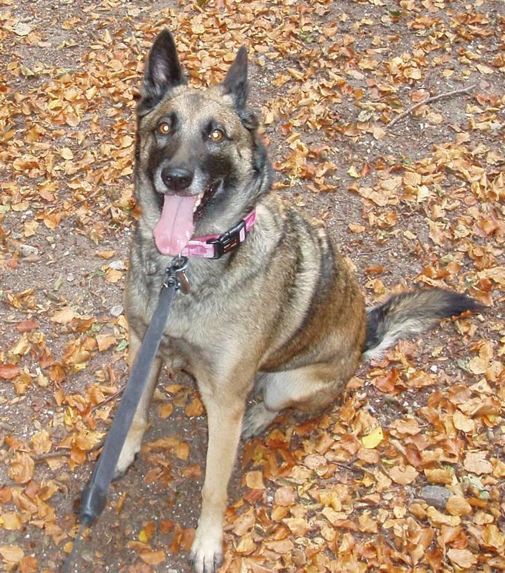 Malinois Zazu billede 11