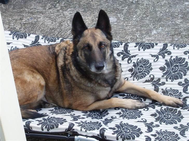 Malinois Zazu billede 12
