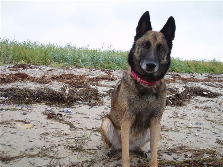 Malinois Zazu billede 13