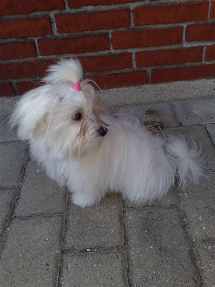 Malteser o~~ Darcie ~~o - 24/9 billede 9