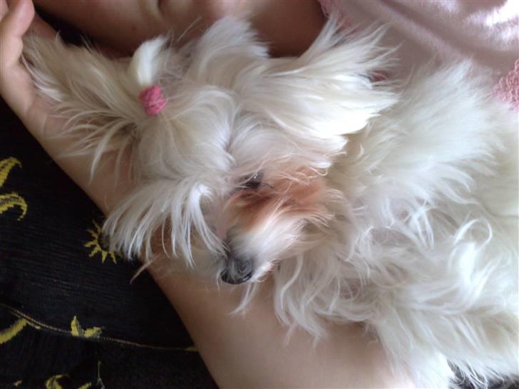 Malteser o~~ Darcie ~~o - 13/8 billede 10