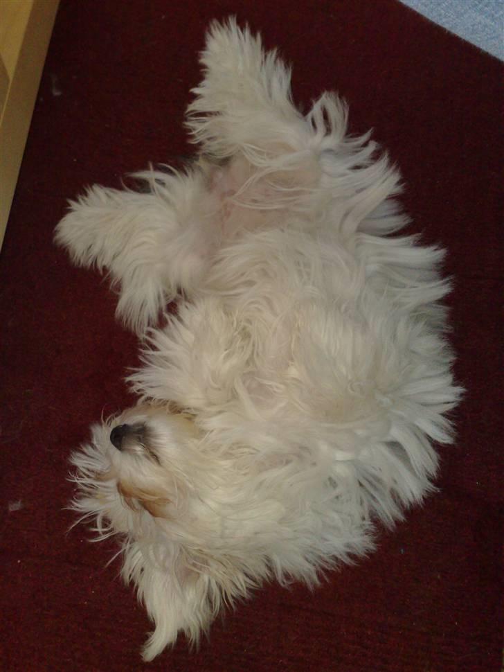 Malteser o~~ Darcie ~~o - 16/8 billede 11