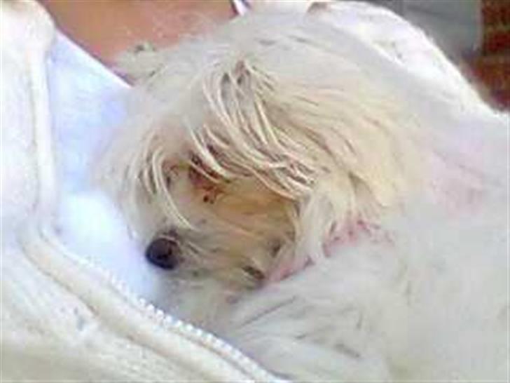 Malteser o~~ Darcie ~~o - 30/8 billede 12