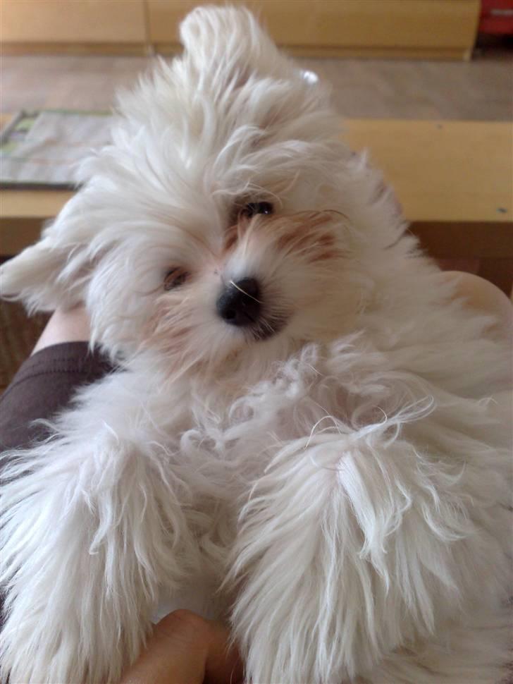 Malteser o~~ Darcie ~~o - 3/7 billede 13