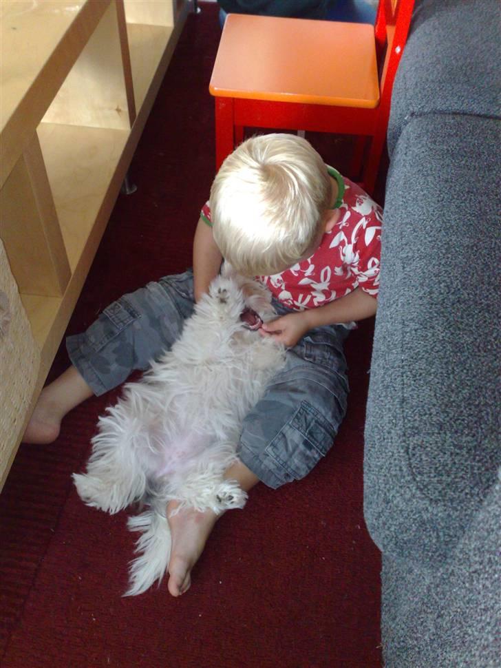 Malteser o~~ Darcie ~~o - 18/7 billede 14