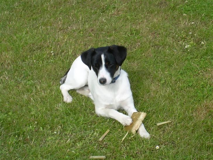 Jack russell terrier Rufus billede 8