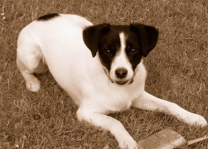 Jack russell terrier Rufus billede 9