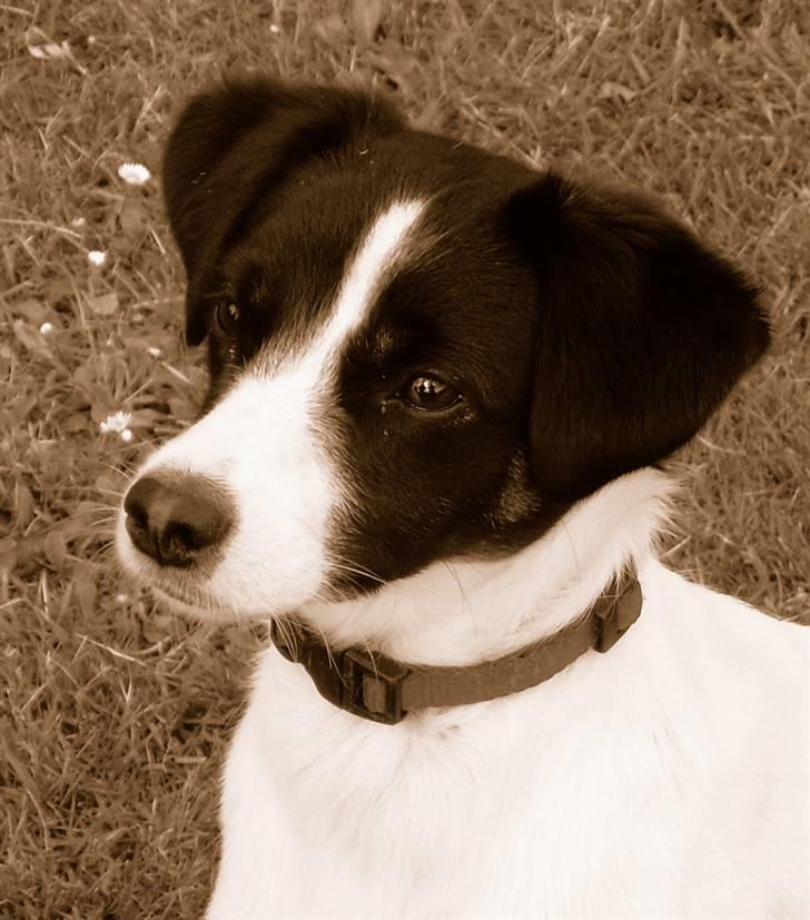 Jack russell terrier Rufus billede 10