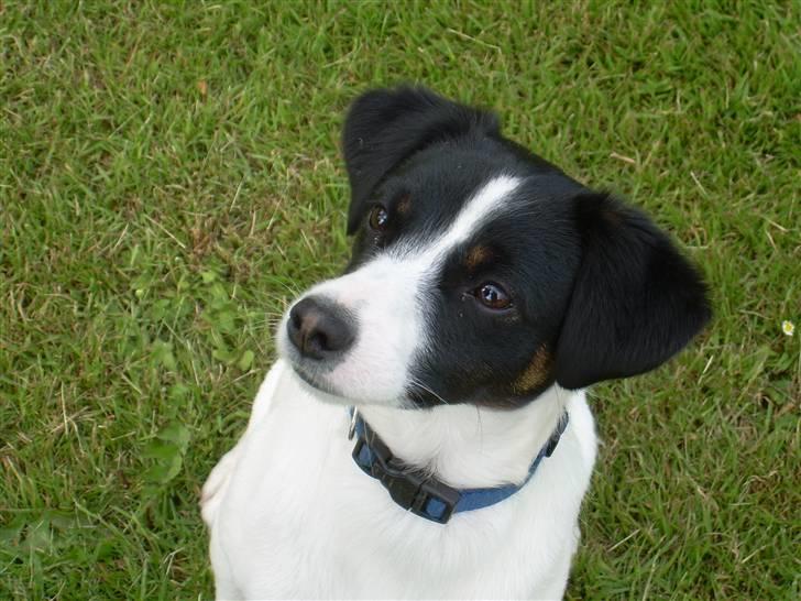 Jack russell terrier Rufus billede 11