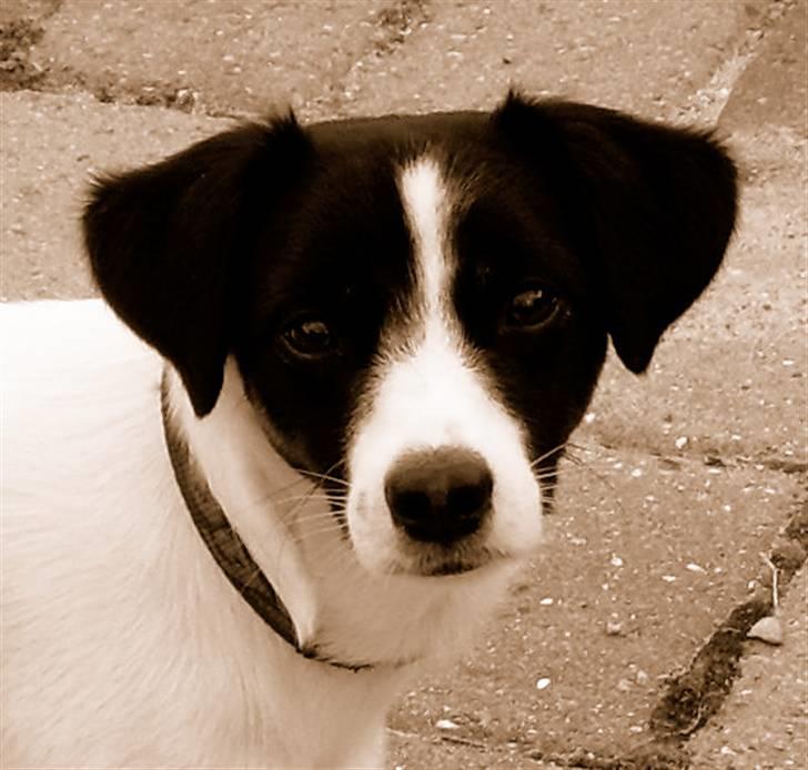 Jack russell terrier Rufus billede 12