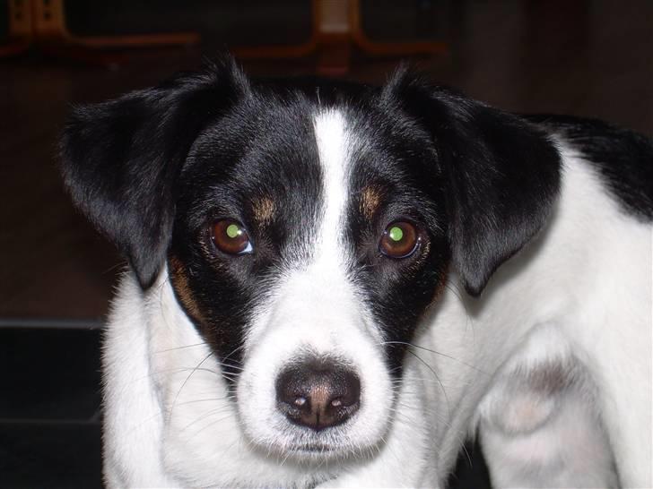 Jack russell terrier Rufus billede 13