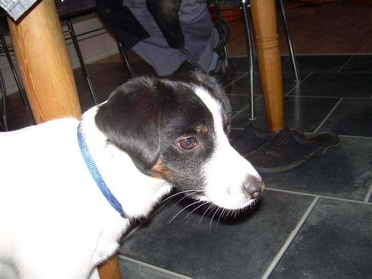 Jack russell terrier Rufus billede 14