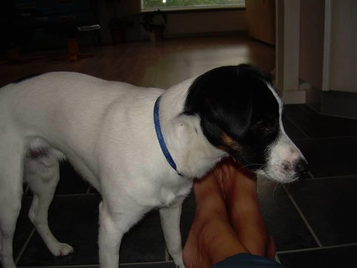 Jack russell terrier Rufus billede 15