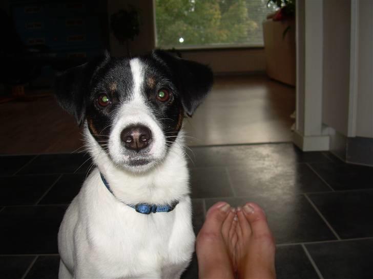 Jack russell terrier Rufus billede 16