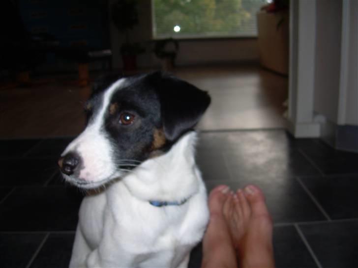 Jack russell terrier Rufus billede 17