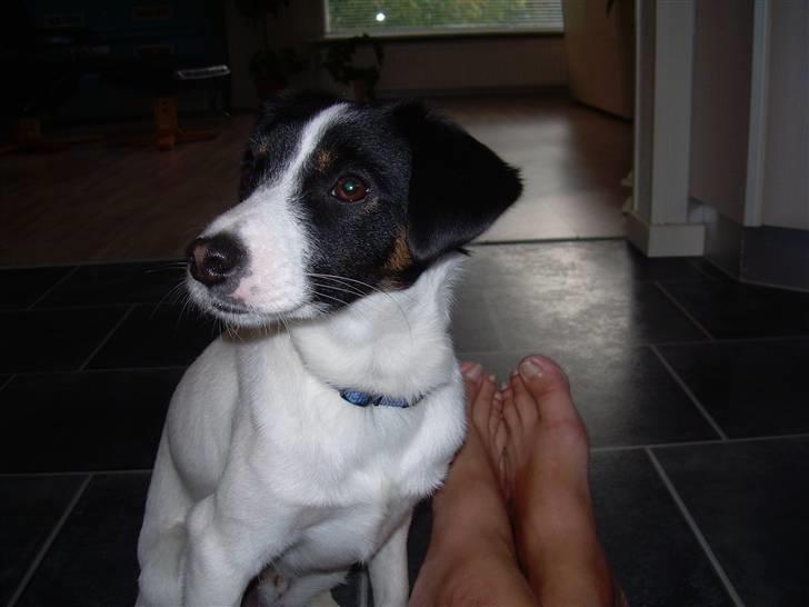 Jack russell terrier Rufus billede 18