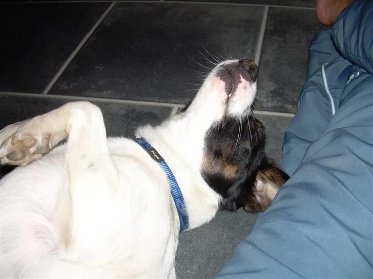 Jack russell terrier Rufus billede 19