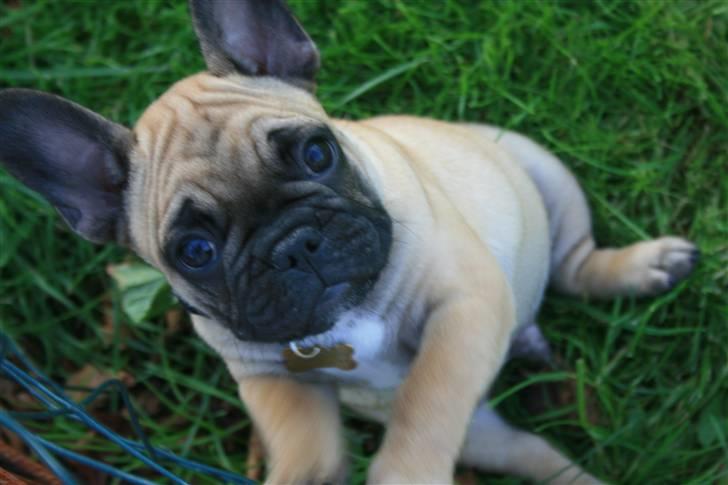 Fransk bulldog A´la´coccio´s Ædantjo - Kan sidde flot på numsen billede 5