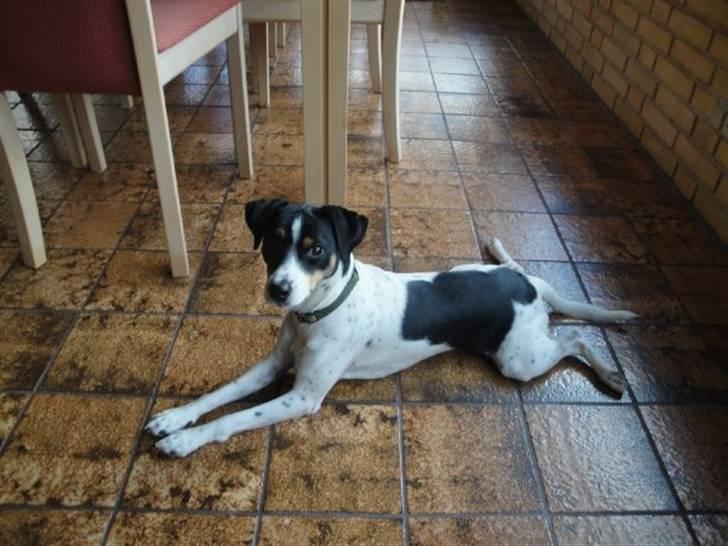 Dansk svensk gaardhund Gibson *solgt* billede 1