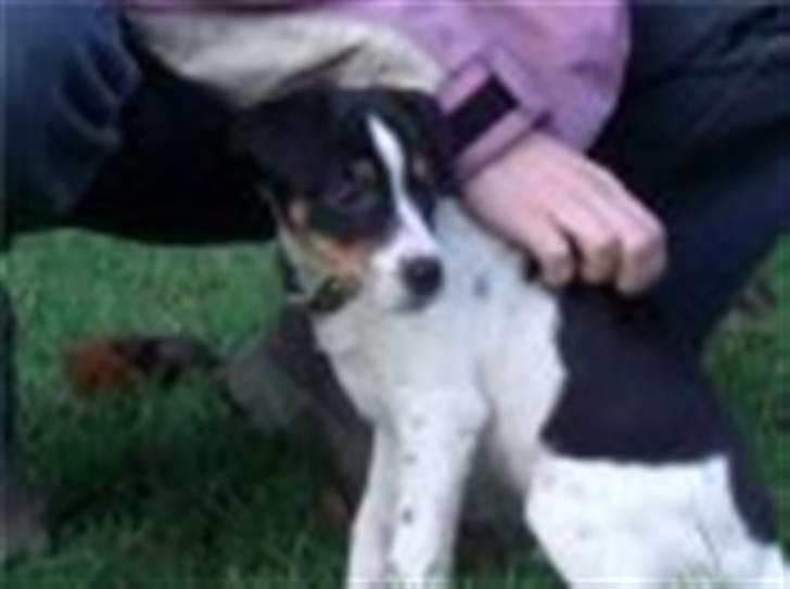 Dansk svensk gaardhund Gibson *solgt* billede 2