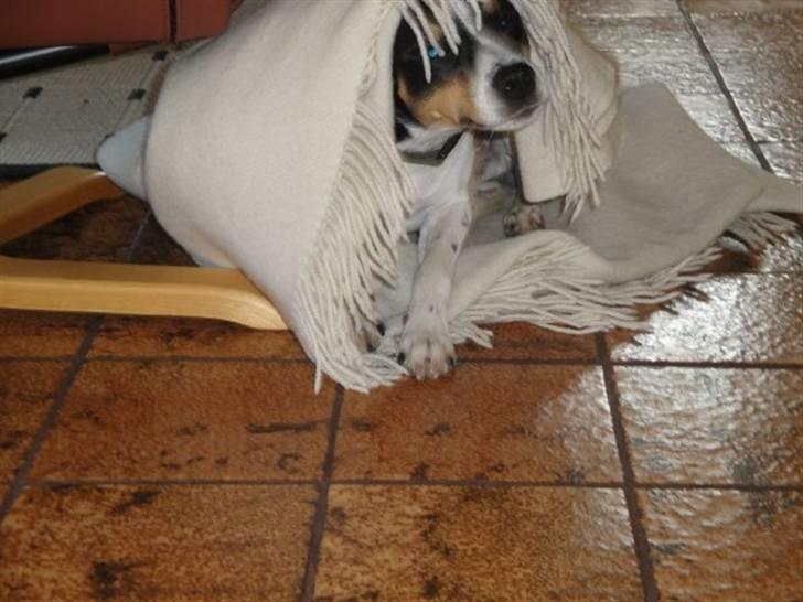 Dansk svensk gaardhund Gibson *solgt* billede 3