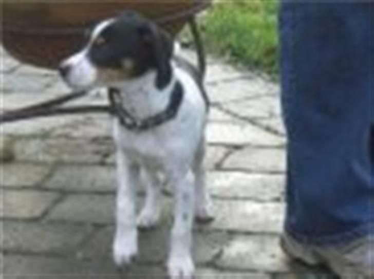 Dansk svensk gaardhund Gibson *solgt* billede 4