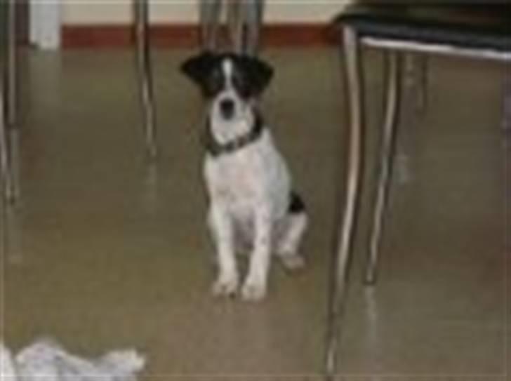 Dansk svensk gaardhund Gibson *solgt* billede 5