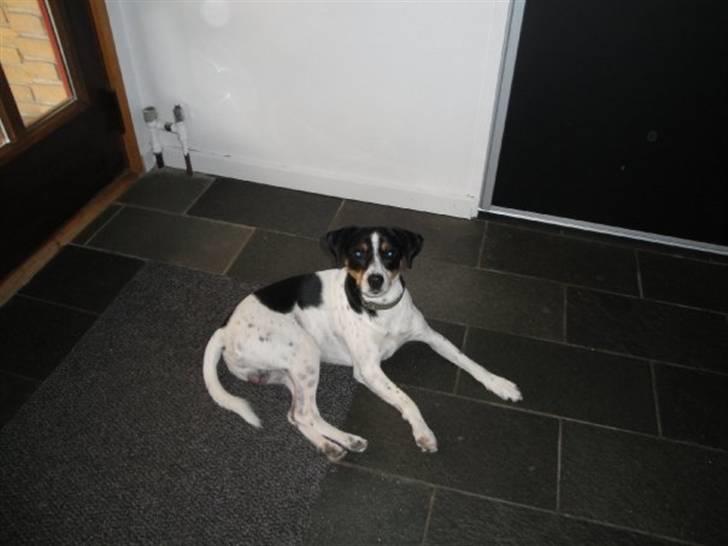 Dansk svensk gaardhund Gibson *solgt* billede 6