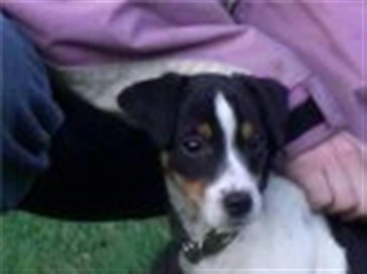 Dansk svensk gaardhund Gibson *solgt* billede 7