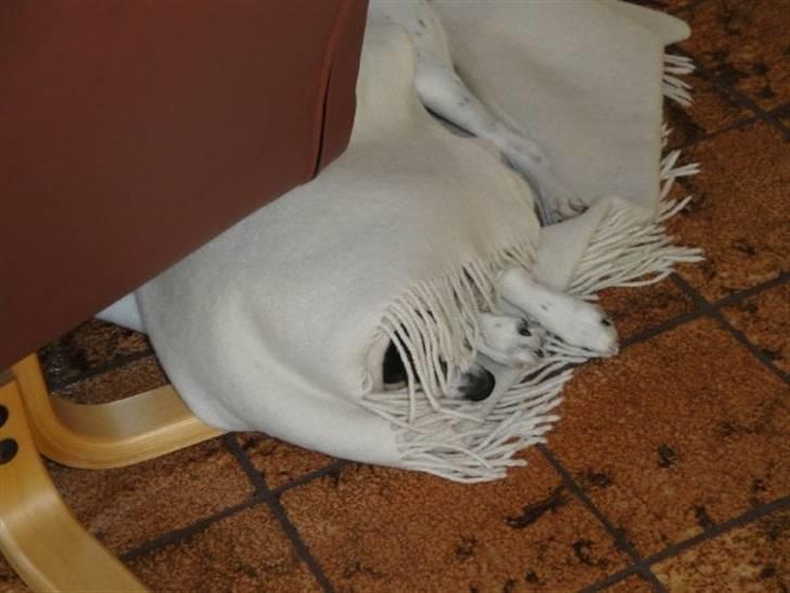 Dansk svensk gaardhund Gibson *solgt* billede 8