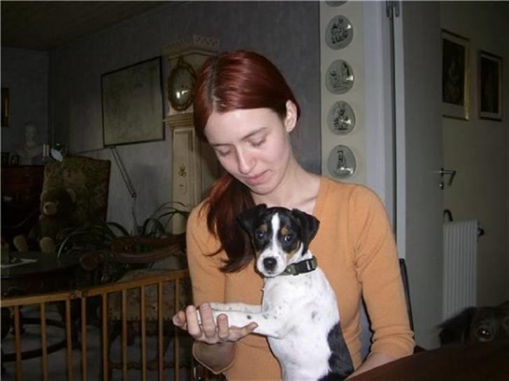 Dansk svensk gaardhund Gibson *solgt* billede 9