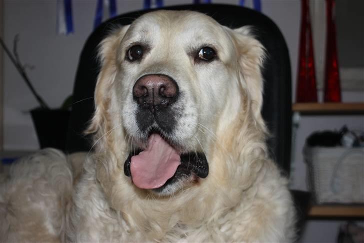 Golden retriever Lergaardens Playfull Pokémon (Tyson) - Jeg lades bare som ingenting billede 12