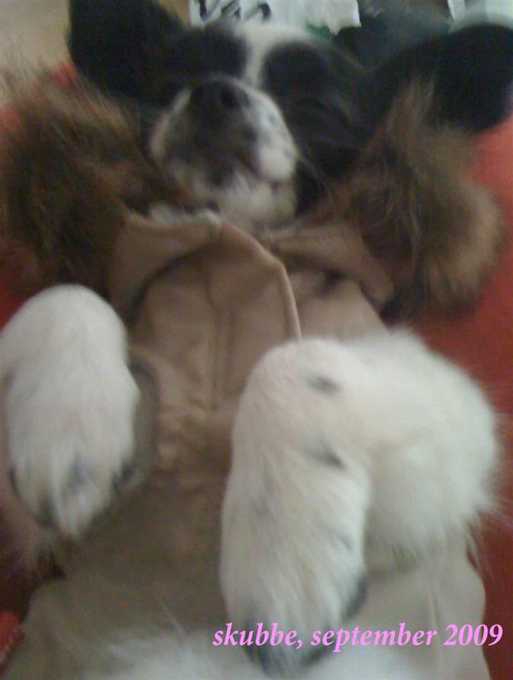 Papillon skrubbe billede 1