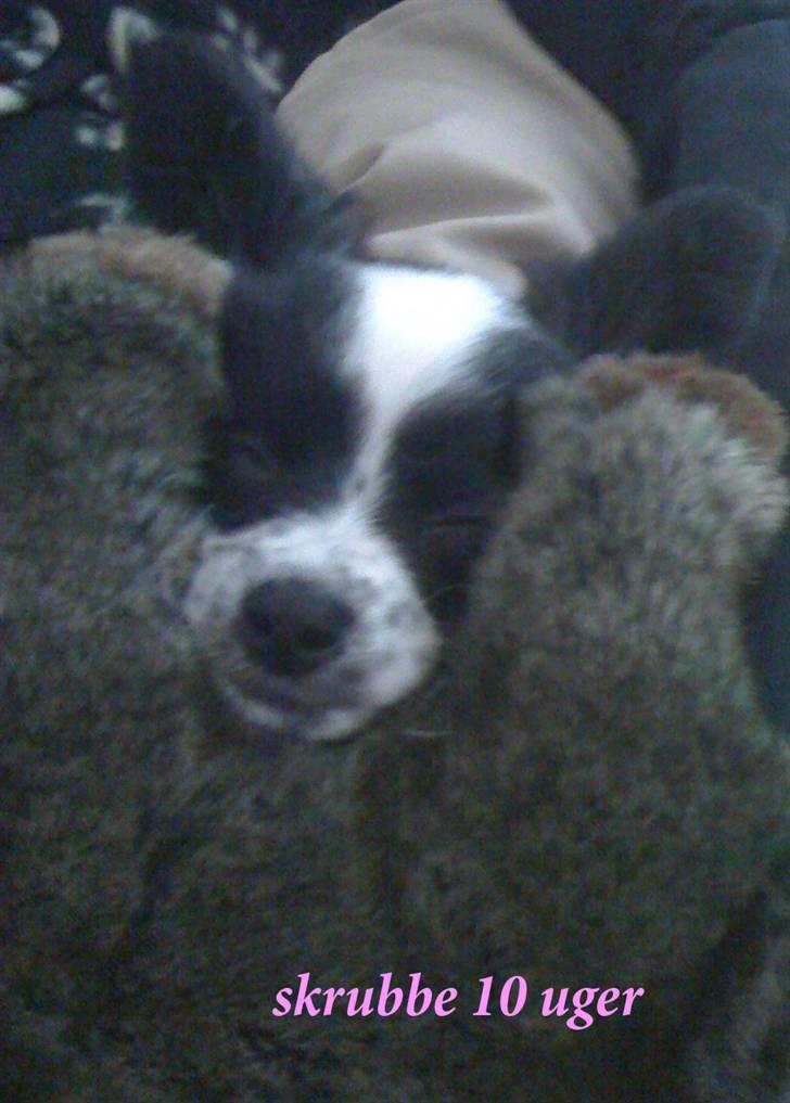 Papillon skrubbe billede 2