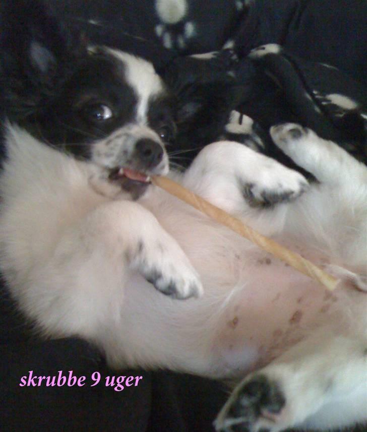 Papillon skrubbe billede 3