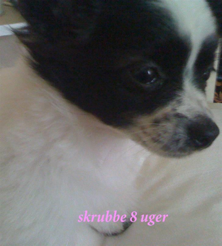 Papillon skrubbe billede 4