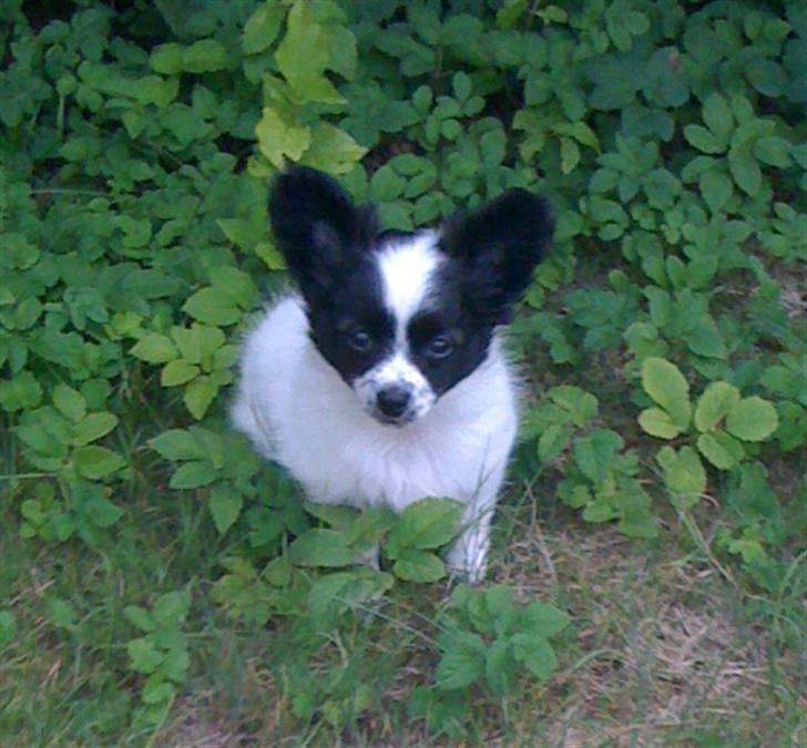 Papillon skrubbe billede 5