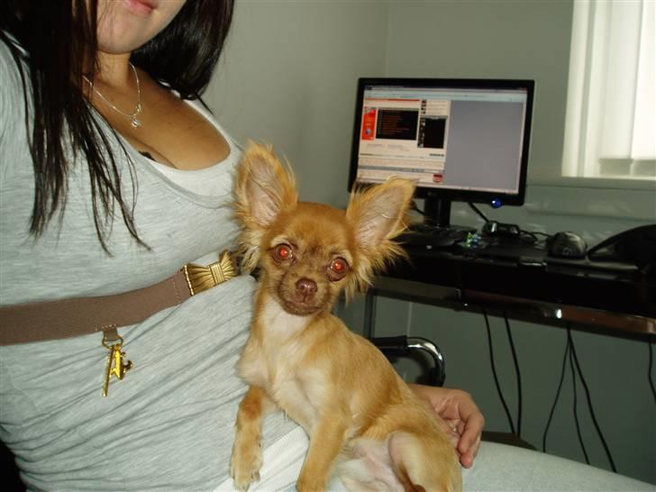 Chihuahua Lui billede 1